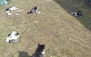 Pomôžte nám postaviť voliéru pre zachránené mačičky