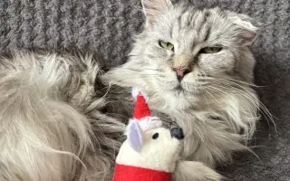 Pomôžme staršej mačičke Kikke - nech sa môže znova voľne nadýchnuť