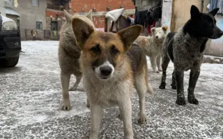 Podporme kastrácie v osade Rakúsy