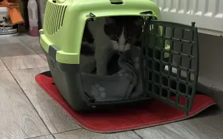 Pomôžme kocúrikovi Šuflík po úraze chrbtice