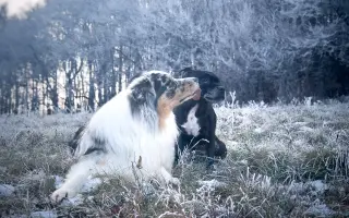 Pre Bessie, aby mohla ešte žiť naplno Pre Bessie, aby mohla ešte žiť naplno