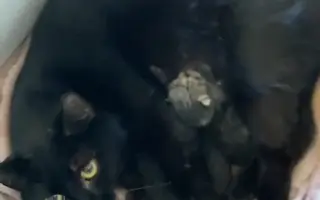 Pomôžme zachrániť mačacie životy