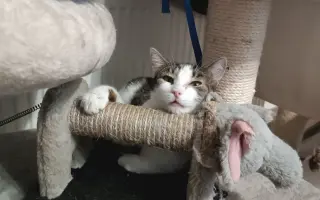 Pomôžte nám postaviť bezpečnú voliéru pre mačky bez domova