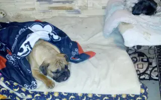 Pomôžte našim chorým senior psíkom - OZ pomoc psíkom Shih-tzu