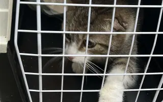 Pomôžte Bridget Mačičkovej vyrovnať veterinárny účet  a ďalej pomáhať mačičkám
