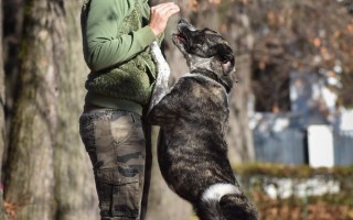 Pomôžte nám odkúpiť raj pre OZ Záchranná stanica ANIMAL a zvieratká v nej