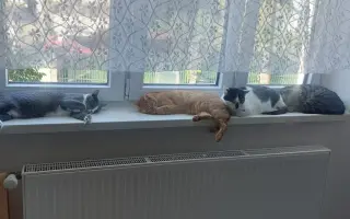 Pomôžme vybudovať bezpečnú voliéru pre zachránené mačičky