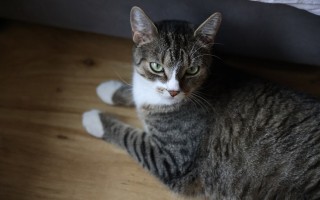 Pomôžte nám ochrániť prvý mačací útulok v Žiline pred vytopením