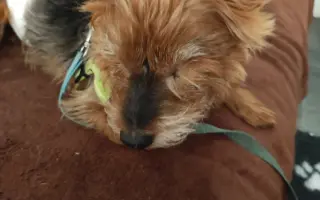 Pomôžme psím seniorom u Ivetky