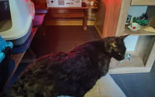 Pomôžme Eve starať sa aj naďalej o mačičky, ktoré ju potrebujú