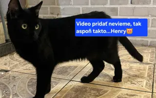 Pomôžme tam, kde by mačičky bez nás neprežili