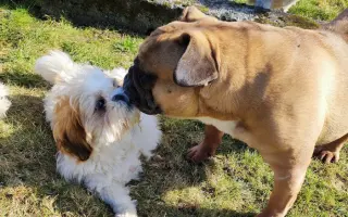 Pomôžte našim chorým senior psíkom - OZ pomoc psíkom Shih-tzu