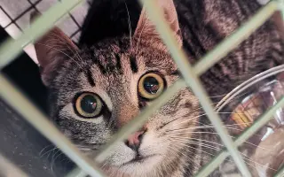 Naplňme spolu mačacie misky 🐈