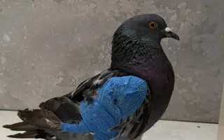 Pomôžme Vlaďke postaviť domov pre handicapované holuby