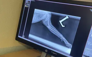 Pomôžme Tommymu so zlomenou labkou