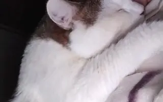 Pomôžme kocúrikovi Labke zotaviť sa