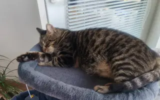 Pomôžme Mačičkám u Larky zvládnuť náročné obdobie