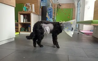 Pomôžte Kyrkovi pokračovať v liečbe vzácneho nádoru nadobličky