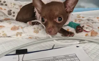 Darujme Lujze plnohodnotný život