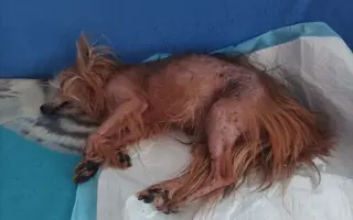 Pomôžme Ferovi znovu sa nadýchnuť