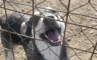 Darujme psíkom v útulku čistú vodu