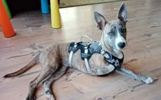 Pomôžme hendikepovanej fenke Freyuške