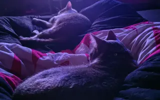 Salty bojuje o svoj tretí život – pomôžme mu vyhrať boj s FIP