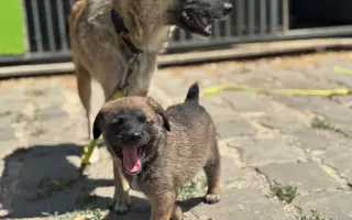 🧱 Pomôžte nám postaviť nový plot = viac bezpečia a slobody 🐾🐾