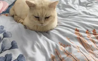 Pomôžme spolu handlovským mačičkám