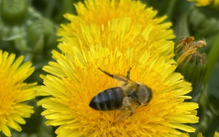 Včely pre všetkých - spoznaj, adoptuj a chráň