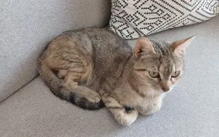 Pomôžme nájdenému mačiatku so zlomenou nohou