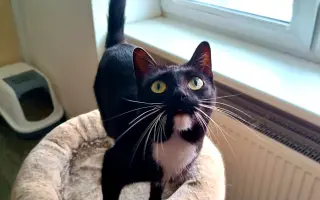 Pomôžte nám postaviť bezpečnú voliéru pre mačky bez domova