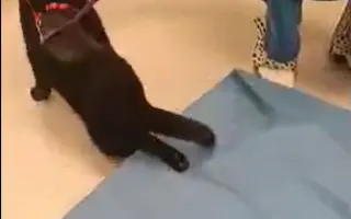 Pomôžme naším postreleným kocúrikom Tučkovi a Despimu