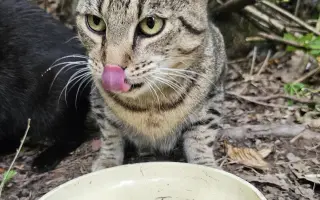 Pomôžme Gabriele nakŕmiť a vykastrovať mačacích kamarátov