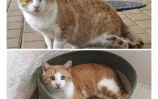 Pomôžme tam, kde by mačičky bez nás neprežili