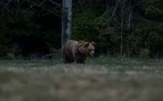 Pomôžte mi zachytiť divoké Slovensko - Na hrane rúbane