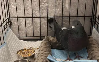 Pomôžme Vlaďke postaviť domov pre handicapované holuby