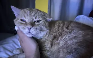 Dajme Lolkovi šancu napriek nevyliečiteľnej chorobe