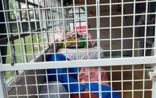 Pomohli ste útulku Sloboda zvierat Trnava