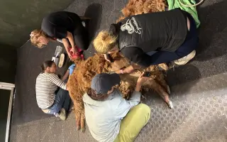 Zachráňme túlavú alpaku po amputácii nohy
