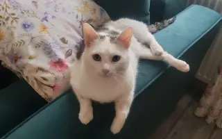 Pomôžme kocúrikovi Jožkovi zvládnuť liečbu sepsy