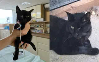 Pomôžte nám zabezpečiť veterinárnu starostlivosť pre naše mačičky