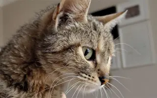 Pomôžme nájdenému mačiatku so zlomenou nohou