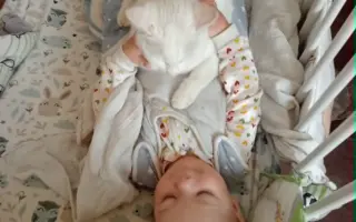 Pomôžme zachrániť Bellu pred smrteľným ochorením FIP