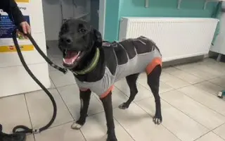 Podporte jarný vakcinačný program psov v osadách