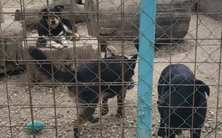 Darujme psíkom v útulku čistú vodu