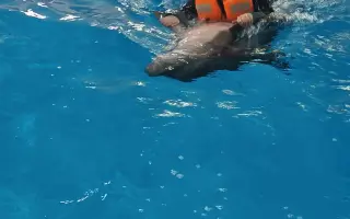 Pomôžme Alex zabezpečiť delfínoterapiu a hyperbarickú komoru