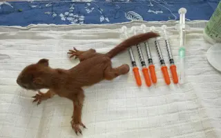 Pomôžte s rekonštrukciou záchrannej stanice pre veveričky