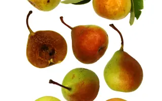 Podporte vydanie knihy Pomológia Bielych Karpát I. Hrušky