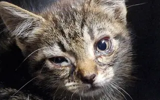 Kastráciou proti utrpeniu: Pomôžte zachraňovať pouličné mačky.